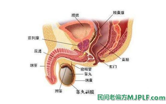 治疗前列腺炎民间小偏方大全