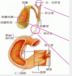 三个民间偏方治疗慢性胆囊炎有奇效